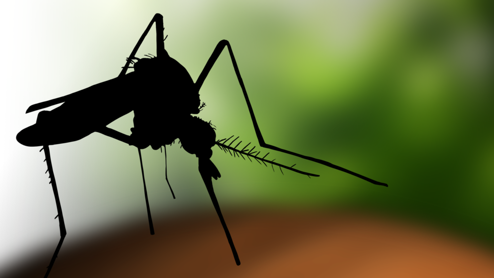 Zanzara-west-nile