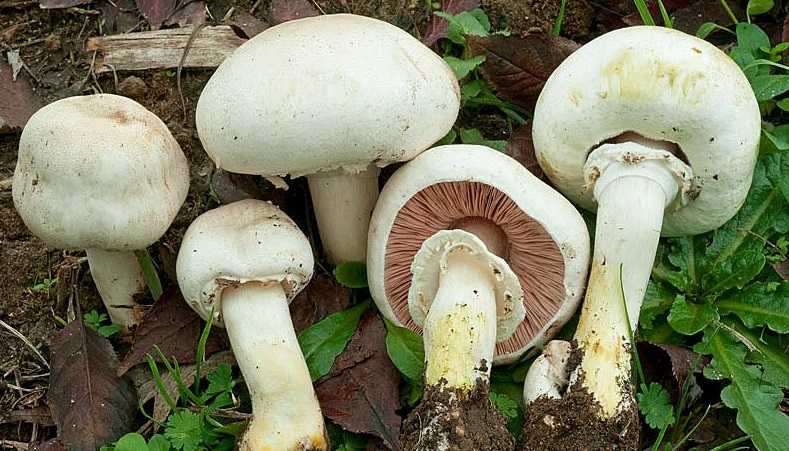 Agaricus-Xanthodermus