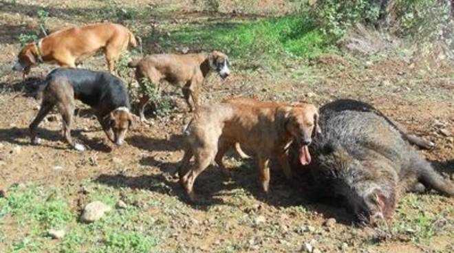 Cane-cinghiale