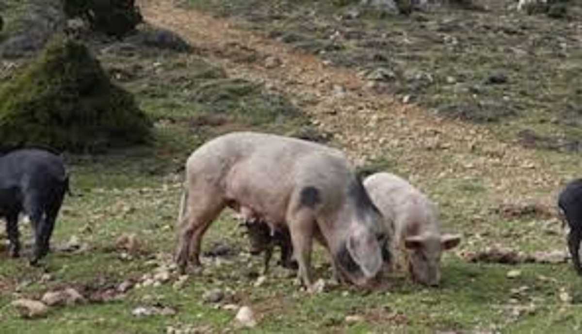 Maiali-peste-suina