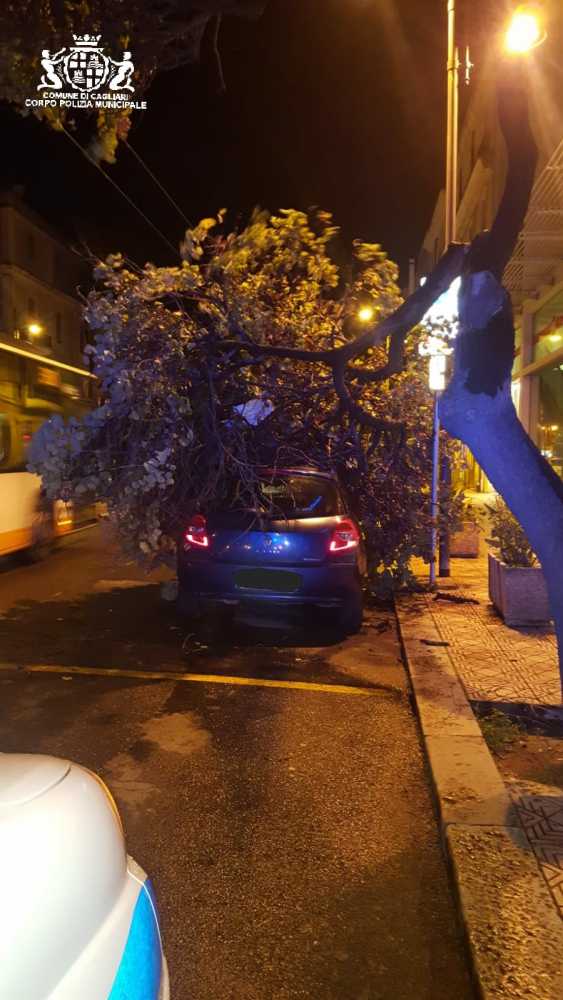 albero-piazza-3