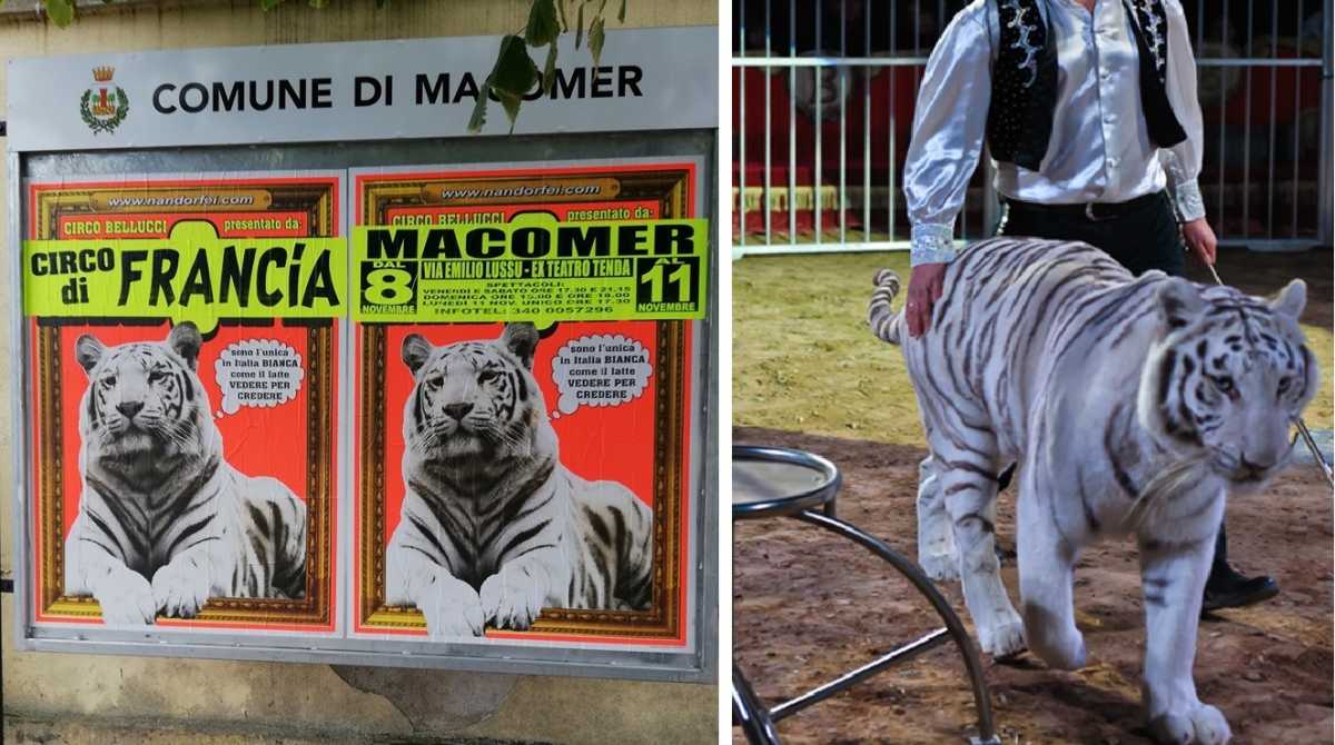 macomer-circo-tigre-bianca