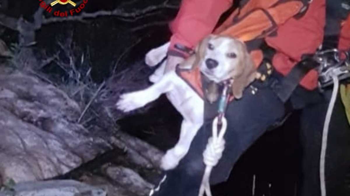 Beagle-precipitato-2