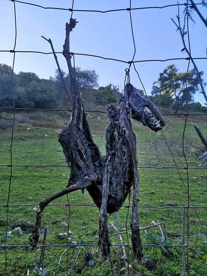 Cane-appeso