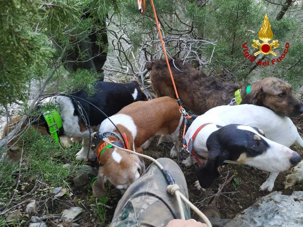 Cani-salvati