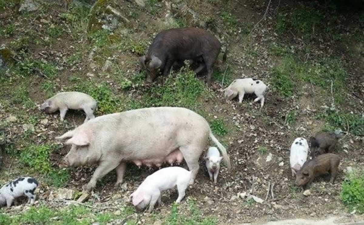 Maiali-peste-suina-brado