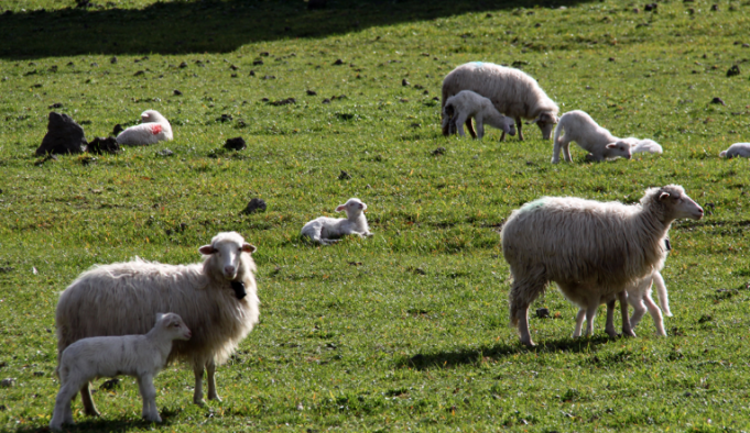 agnello-sardo