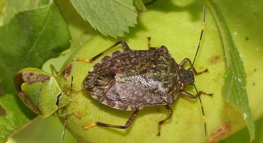 Cimice-asiatica-2
