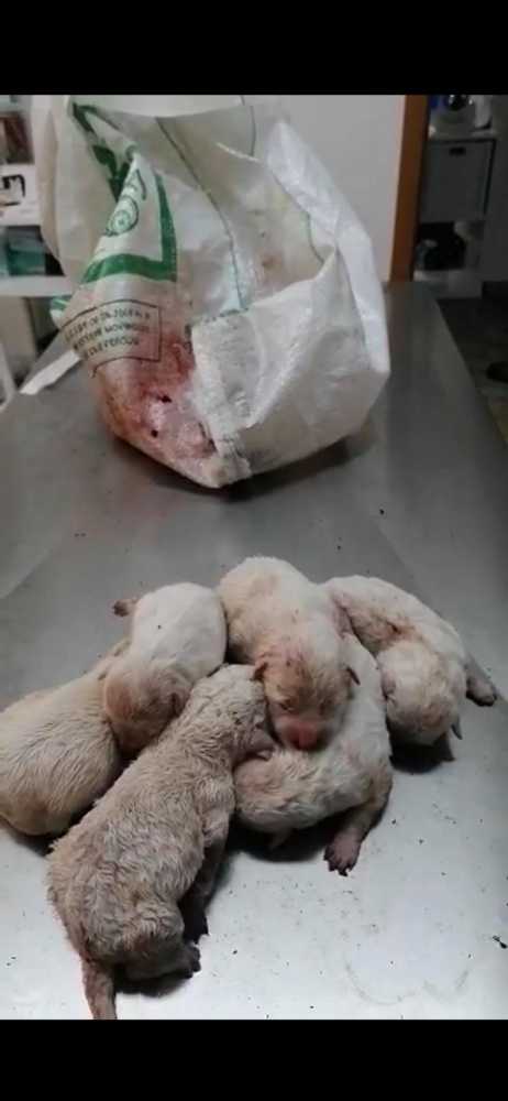 Cuccioli-lanciati