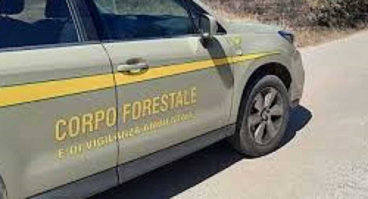 Forestale-sardegna