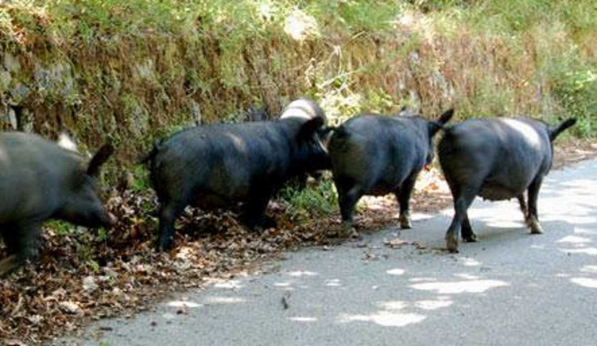 Trichinella-maiali-sardegna