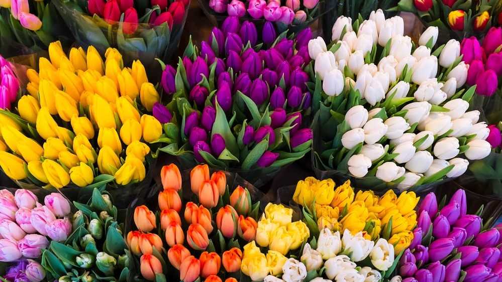 tulipani-dallalto