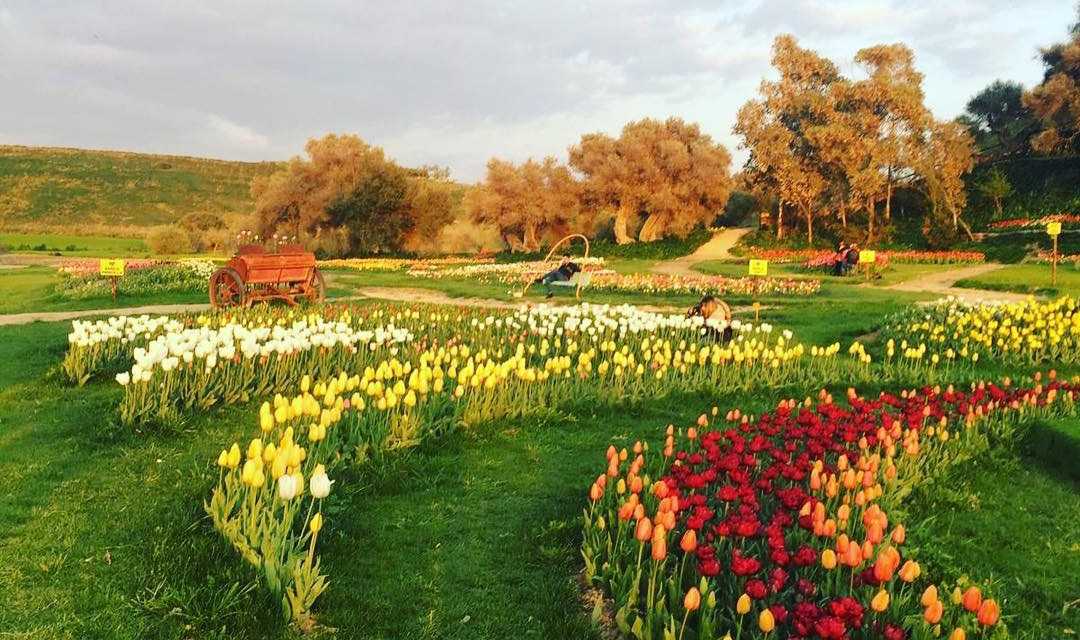 turri-tulip