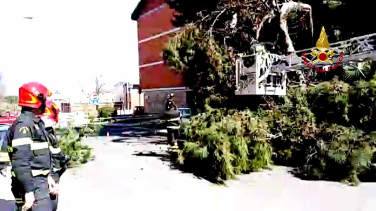 Cep-Albero
