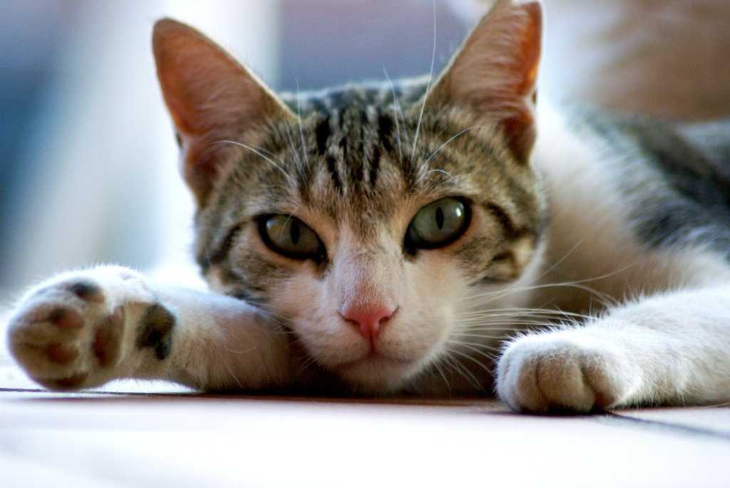 Gatto-positivo