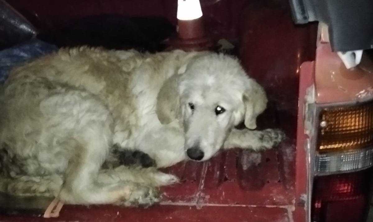 Copia-di-Cane-salvato