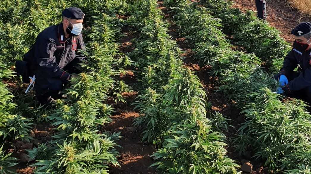 nuoro-cannabis