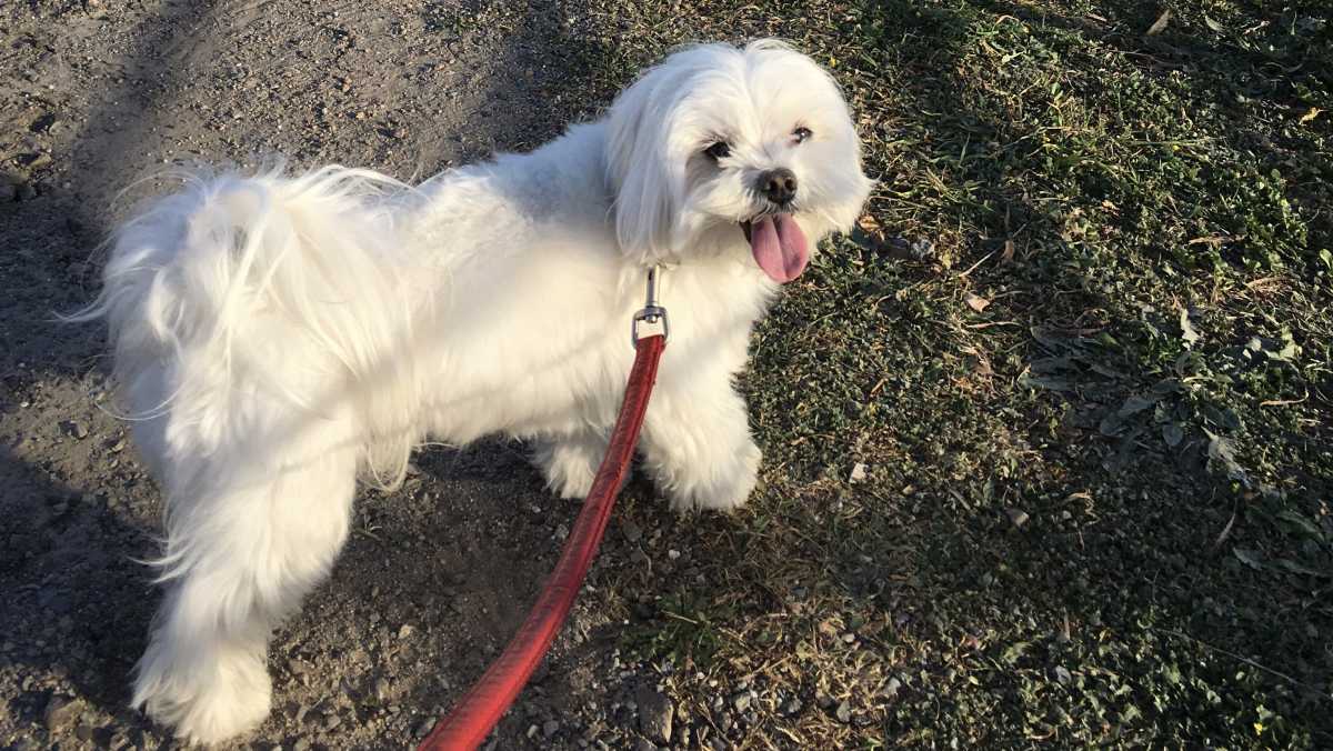 Cane-a-Cagliari