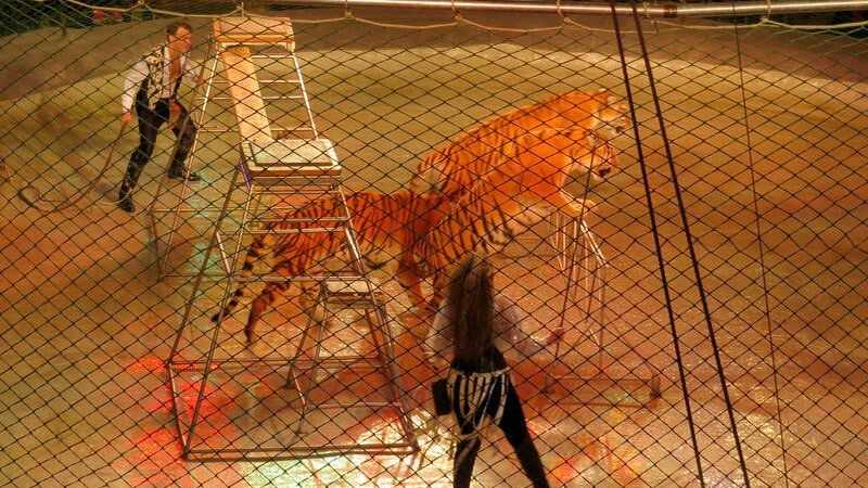 circo-2