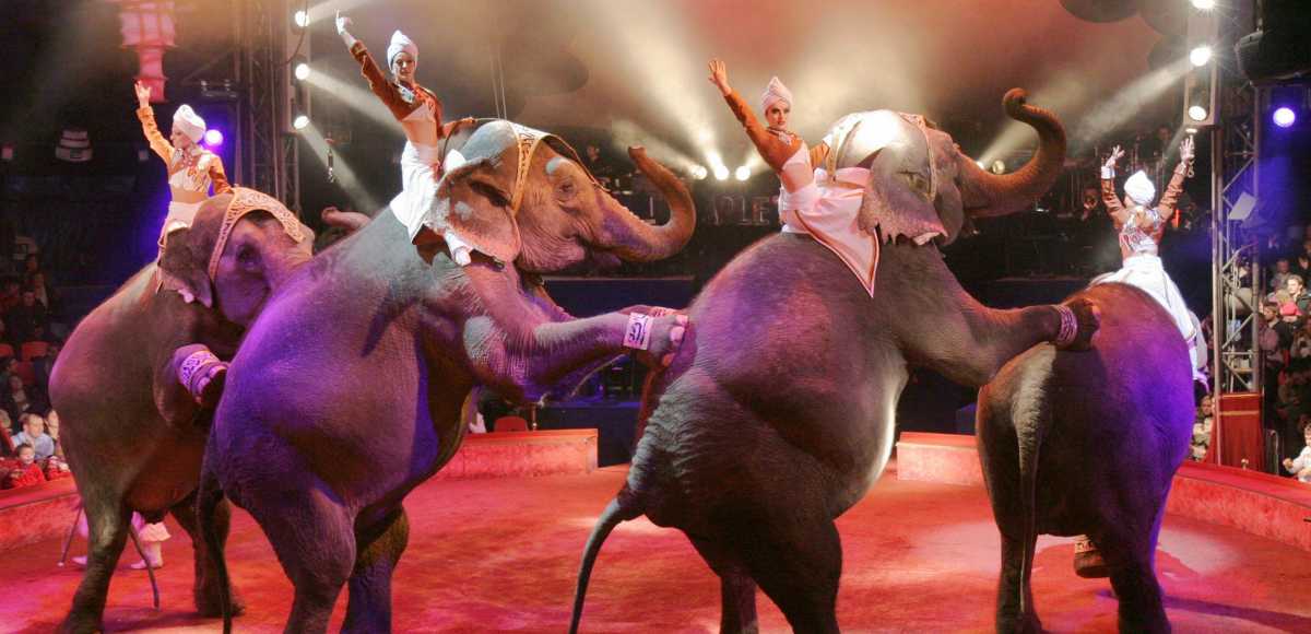 elefanti-circo