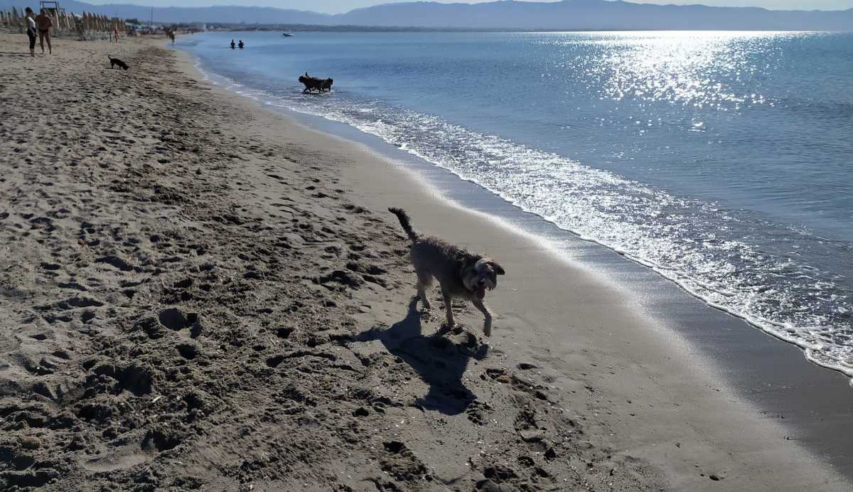 Spiaggia Cani 2 spiaggia-cani-2