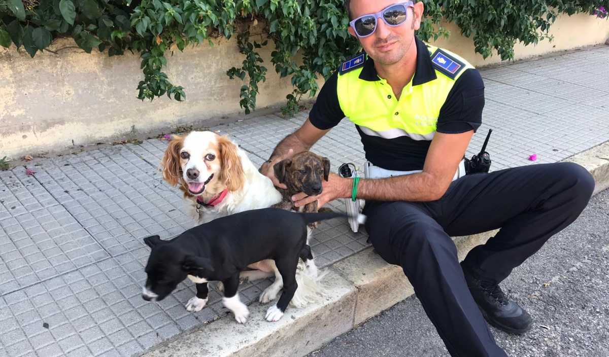 Pitbull