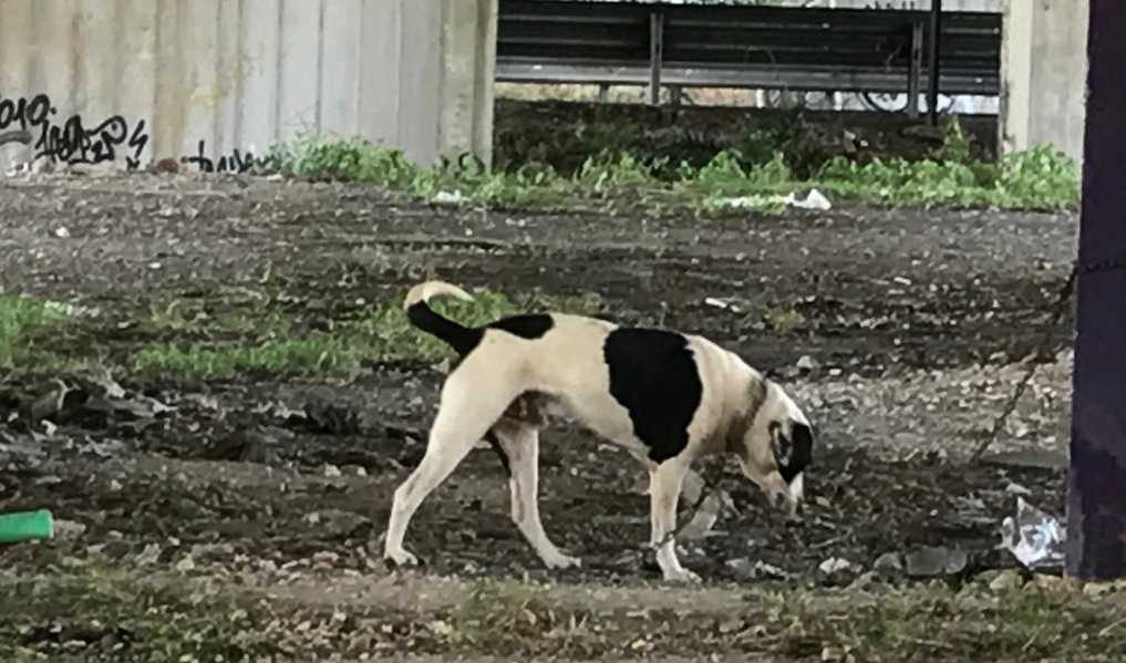 cANE-ABBANDONATO-2