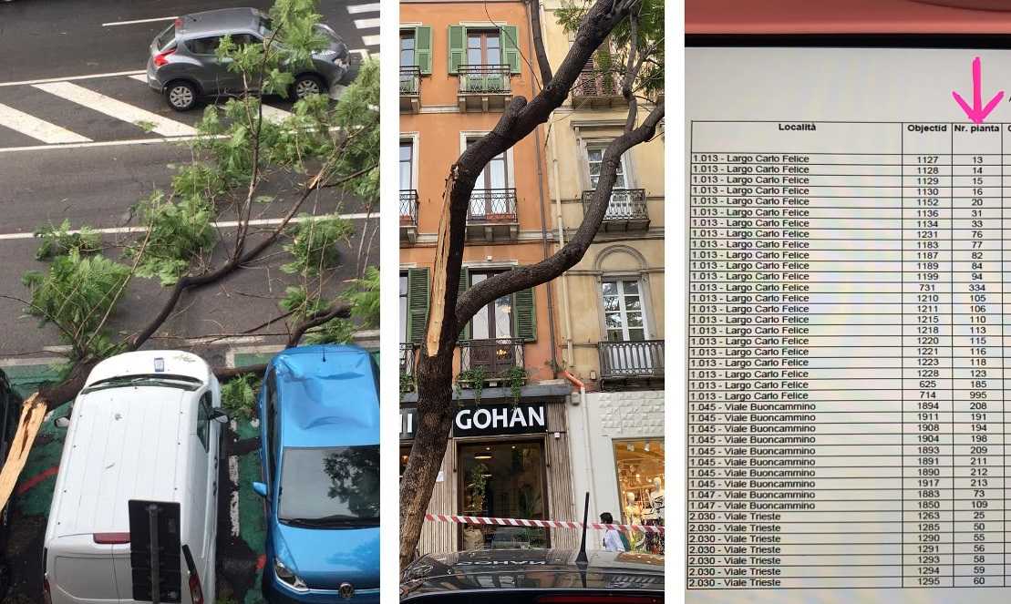 jACARANDA-TOTALE