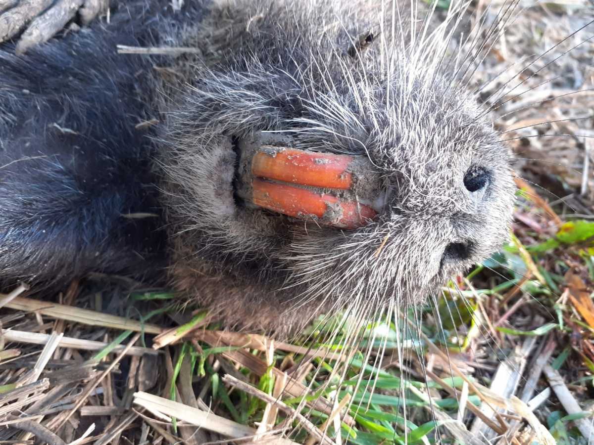 Nutria 2 Nutria-2