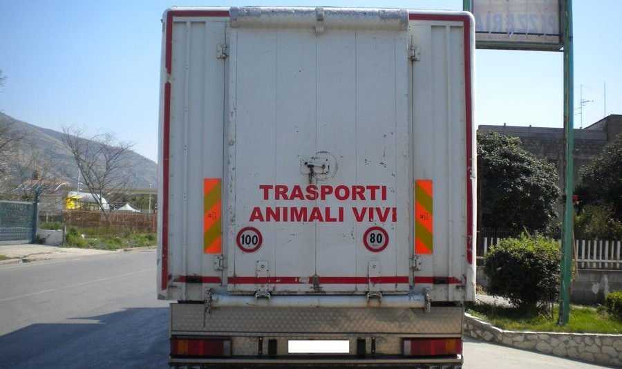 trasporto-animali-vivi