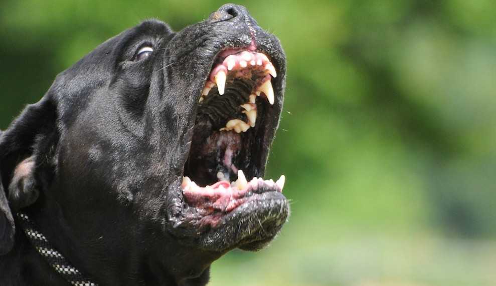 cane-corso