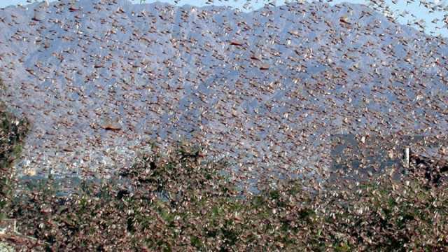 invasione-cavallette-nuorese