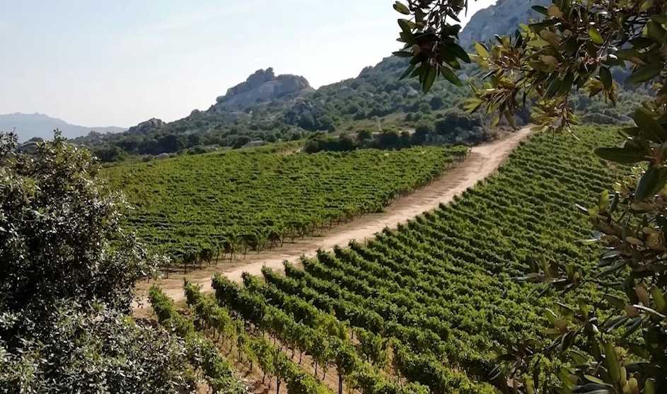 Vendemmia-tag
