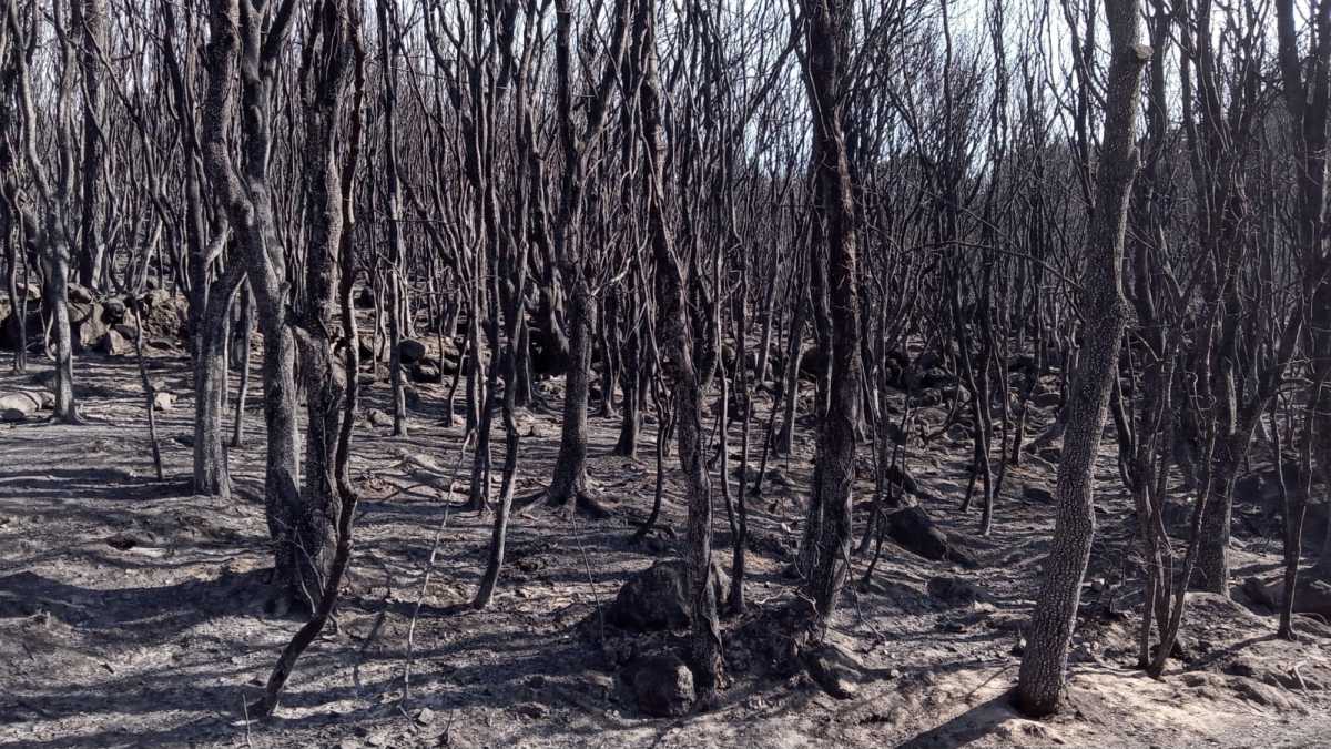 incenid-oristanese