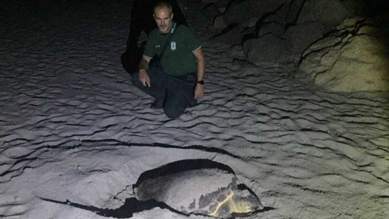 pula-caretta