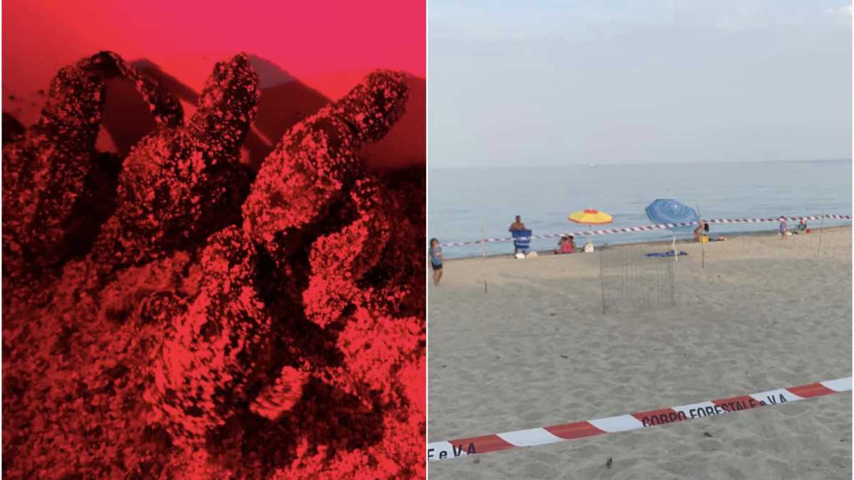 caretta-cardedi