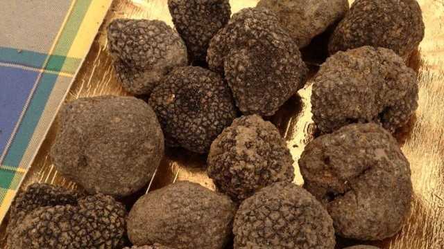 Tartufo-nero