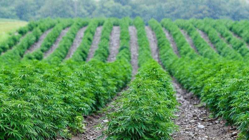 cannabis-light