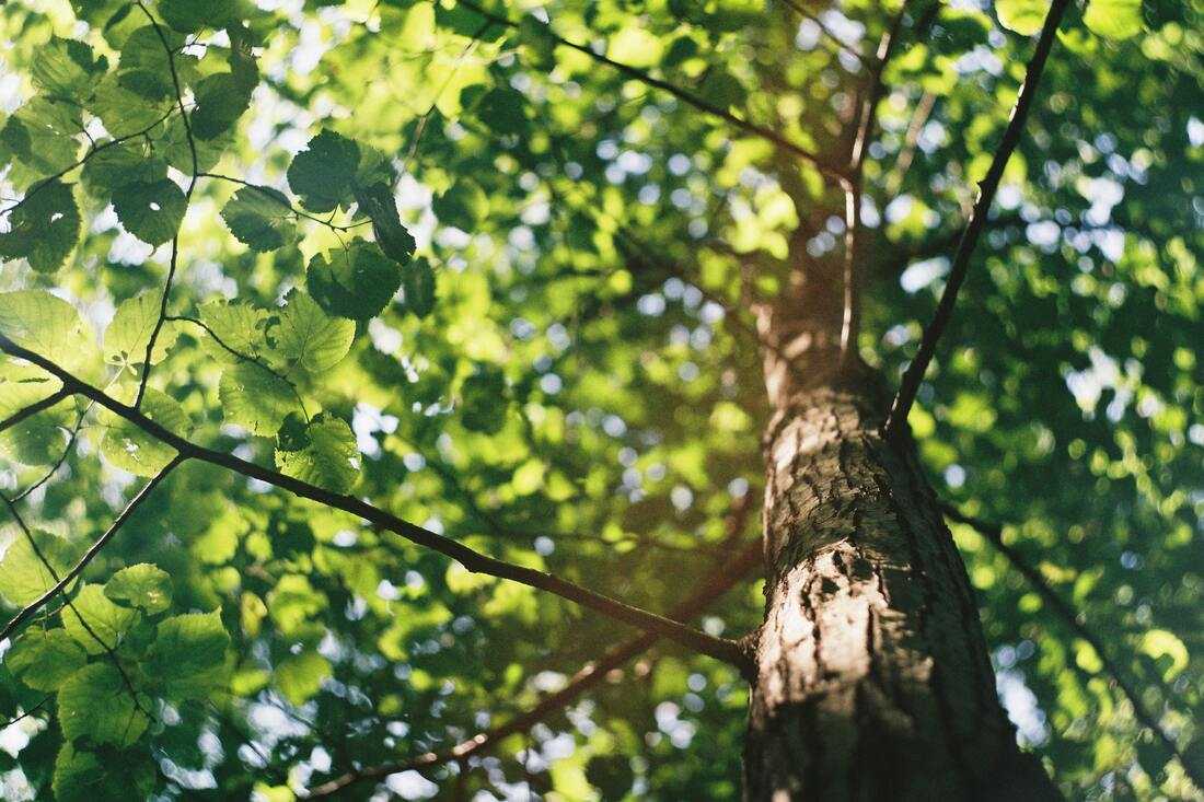 pianta-un-albero