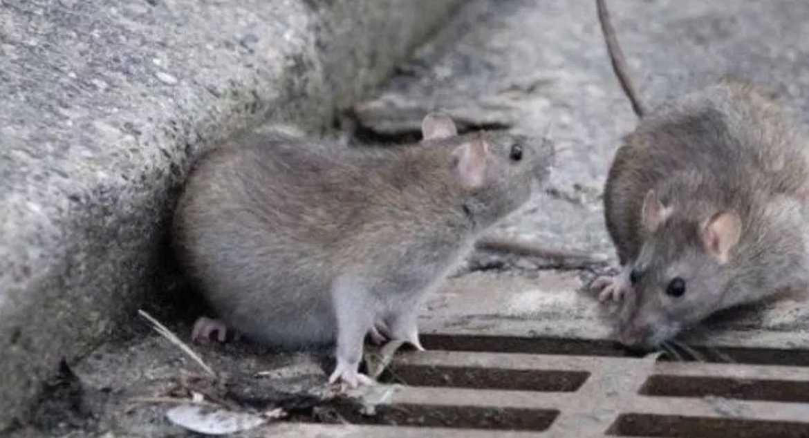 ratti-disinfestazione