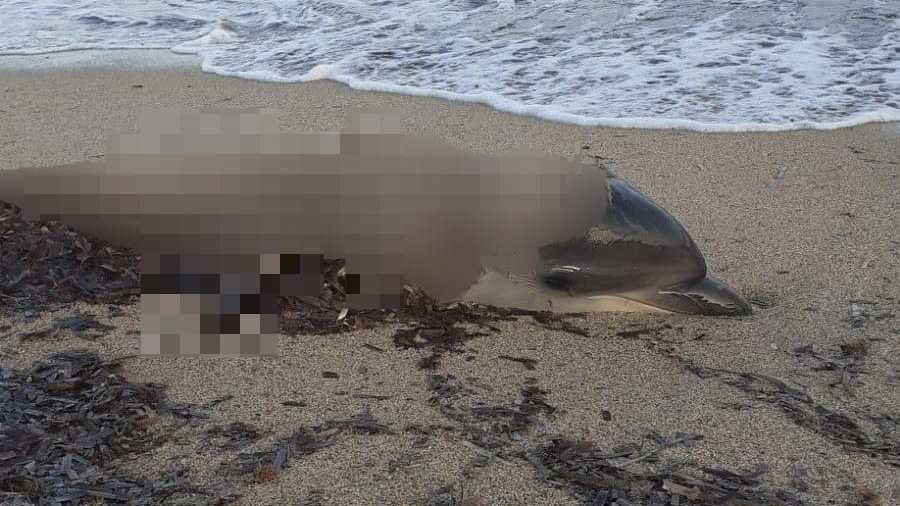 Delfino Ucciso Alla Caletta delfino-ucciso-alla-Caletta