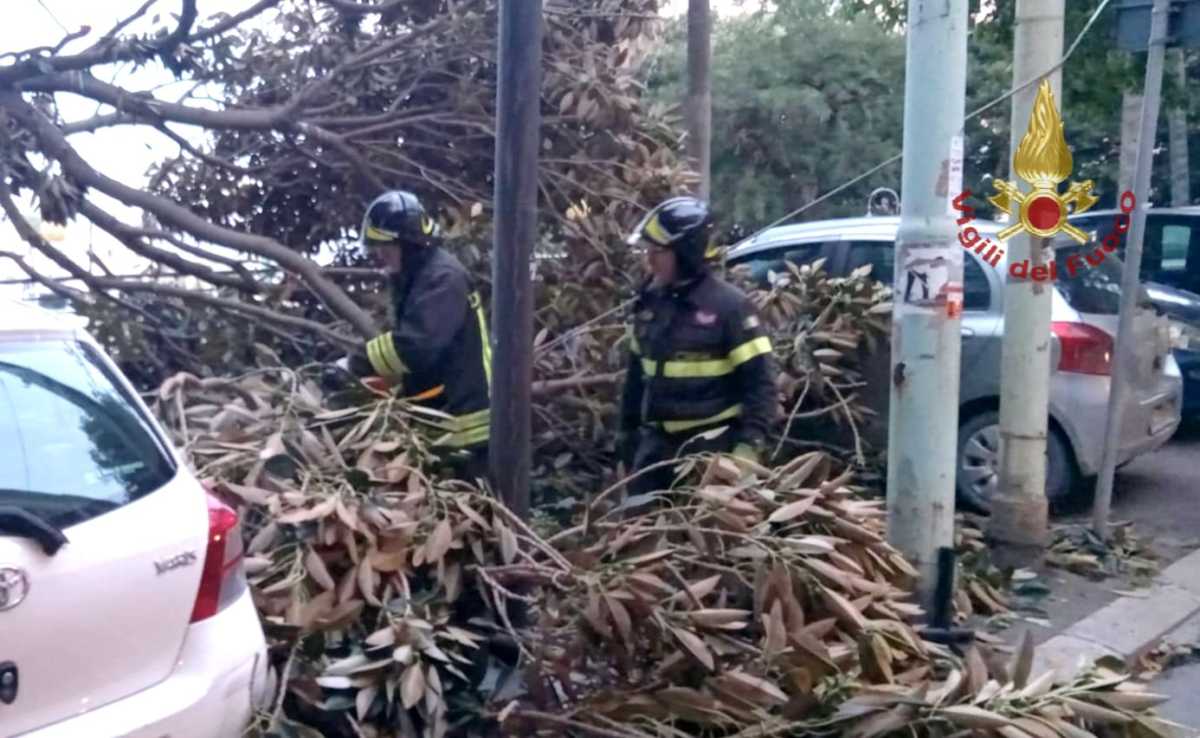 Albero Su Auto albero-su-auto
