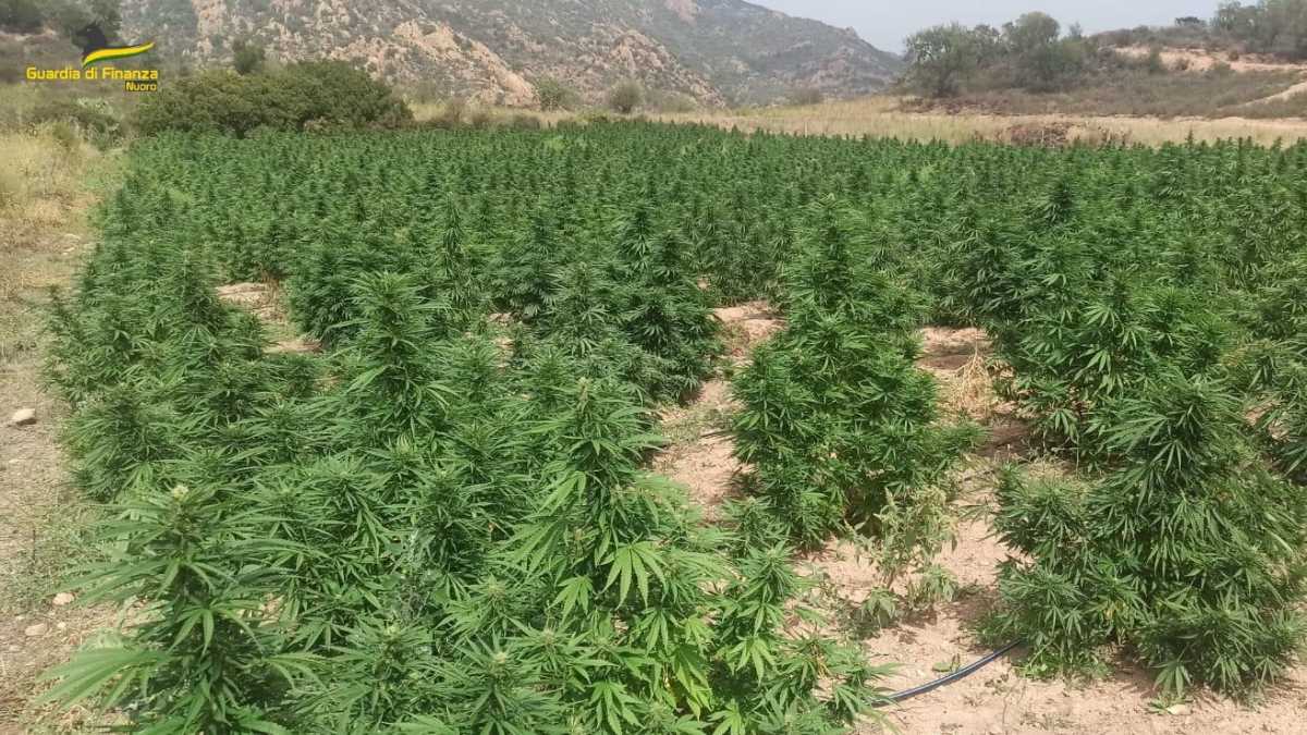 MARIJUANA TALANA MARIJUANA-TALANA