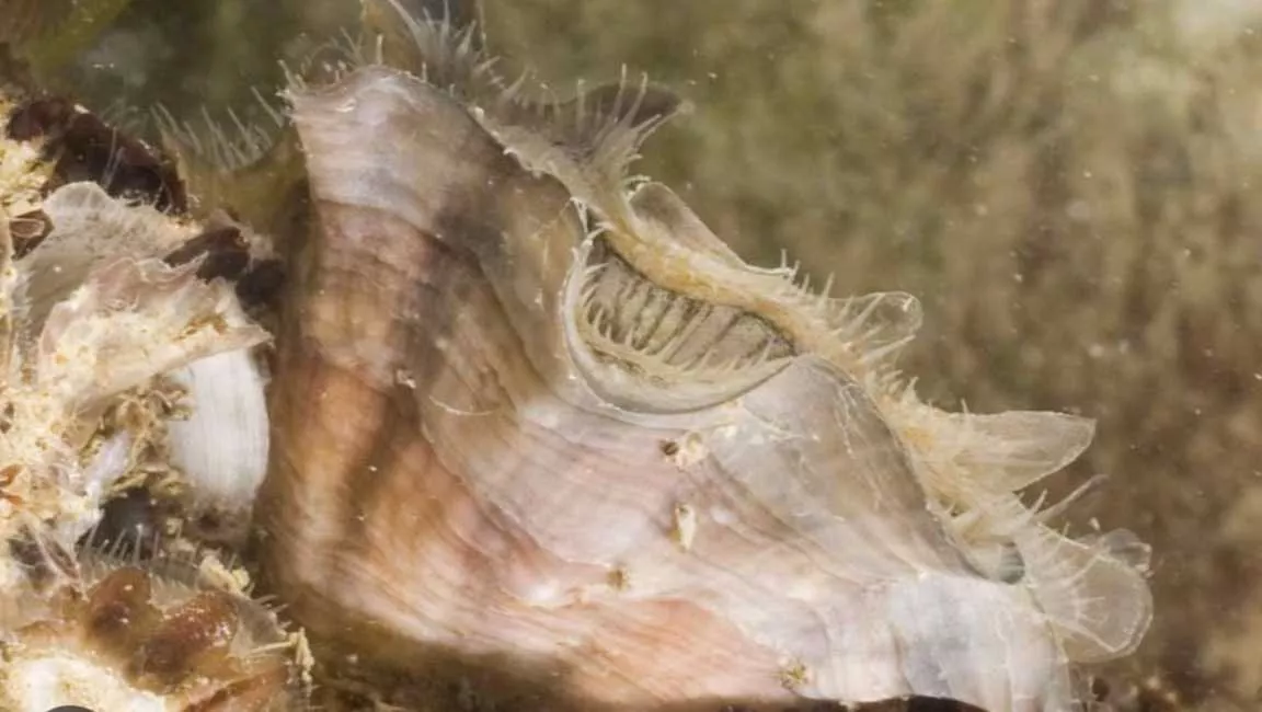 Ostrica Gigante ostrica-gigante