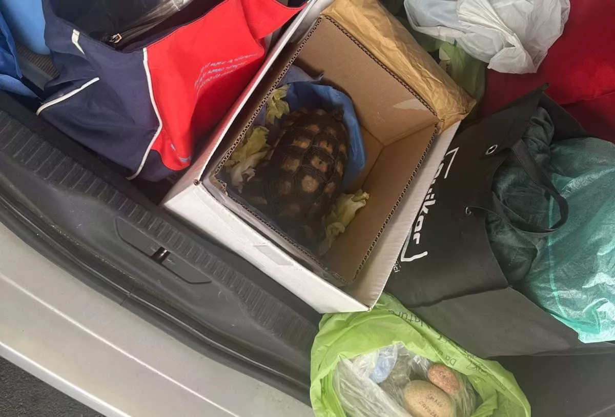 YouTG.NET - Olbia, turisti sorpresi al porto con una tartaruga nel bagagliaio dell'auto e ciottoli prelevati dalle spiagge