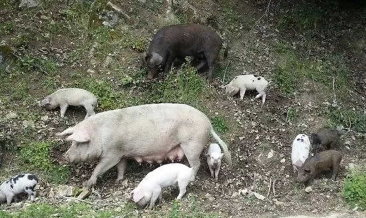 Peste Suina peste-suina