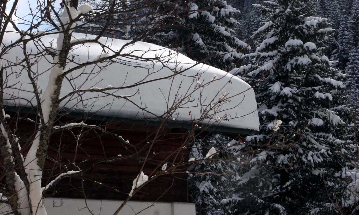 Neve Alberi neve-alberi