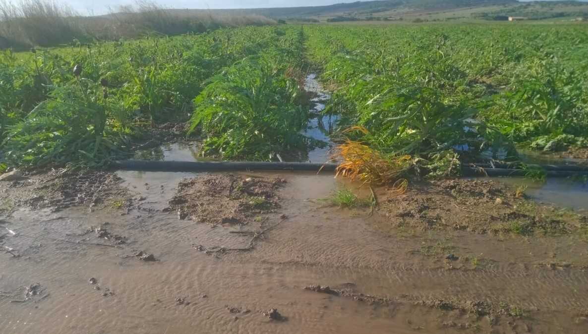 oristano-campi-allagati