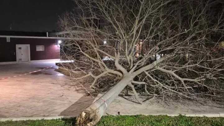 Albero Parco Della Musica Albero-parco-della-musica