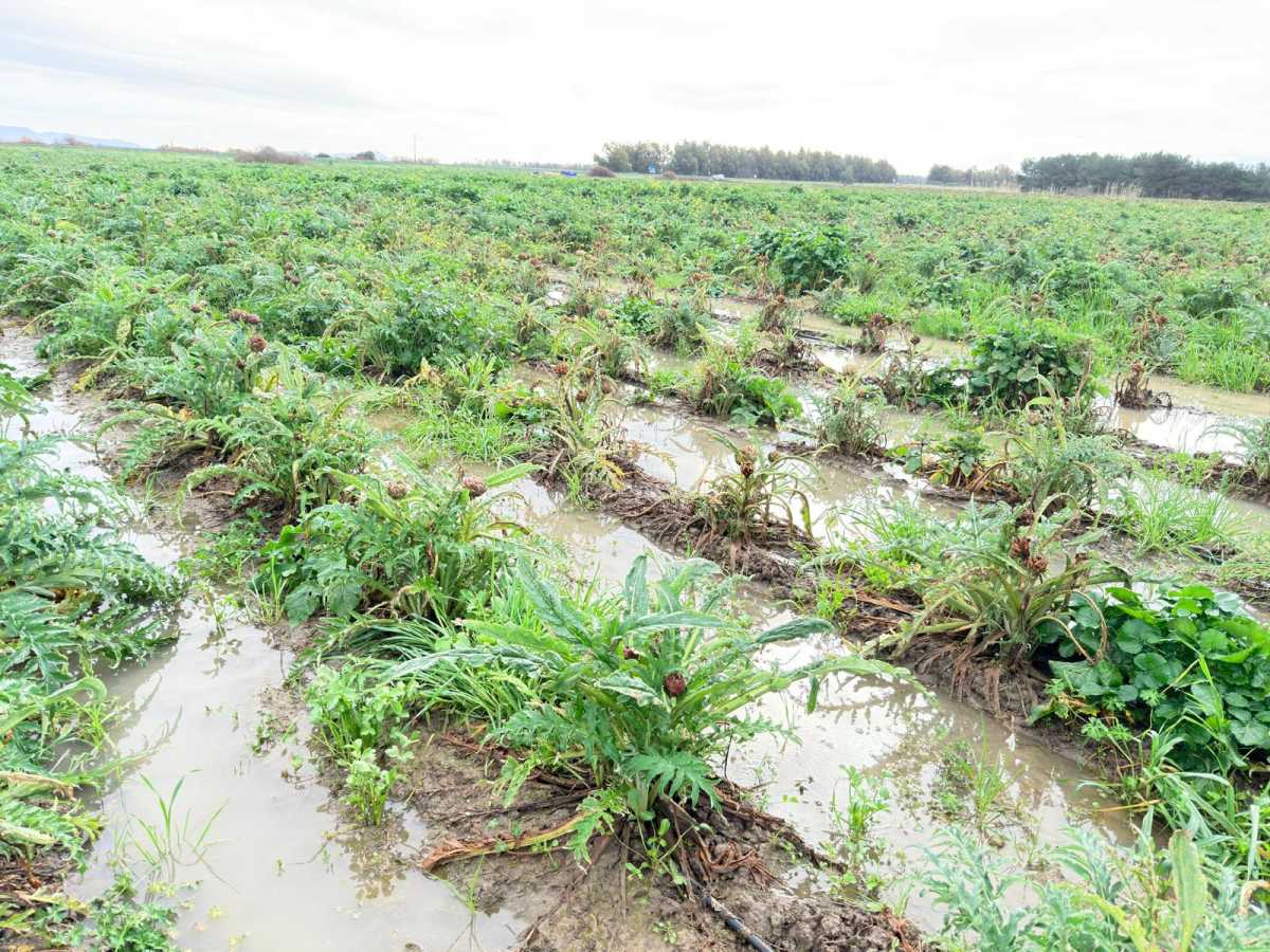 ColdirettioristanoMaltempo20263